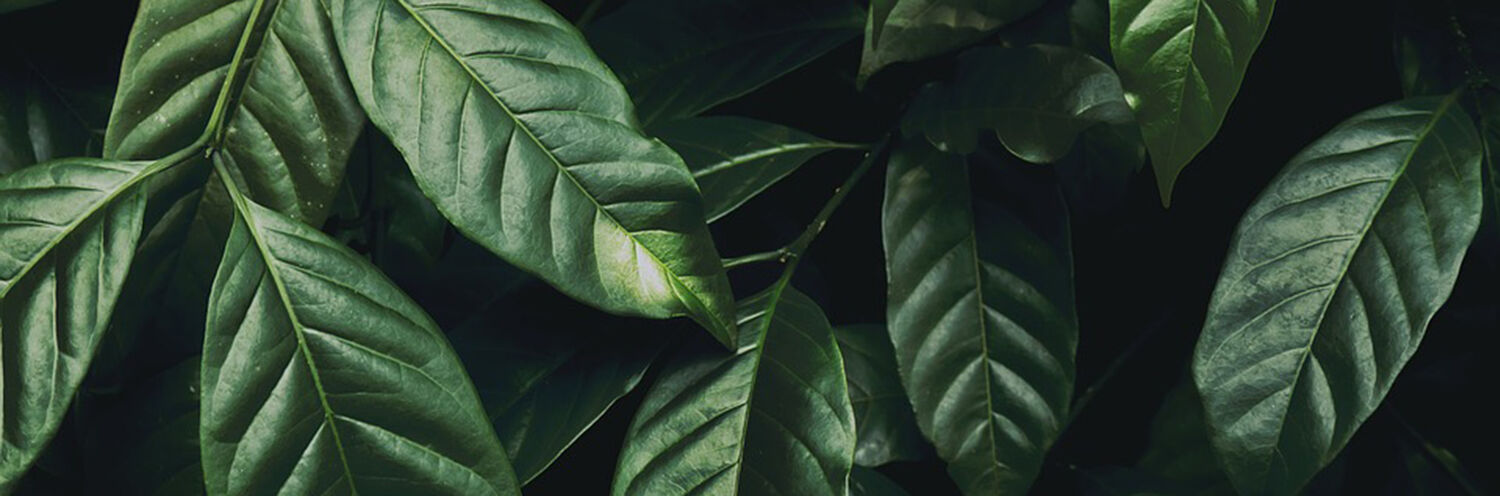 Urban Jungle Fliesen